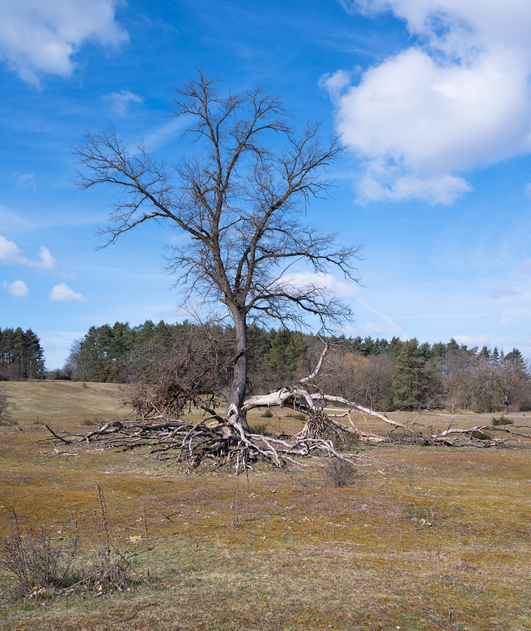 Hainberg 10