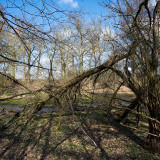 Hainberg-11