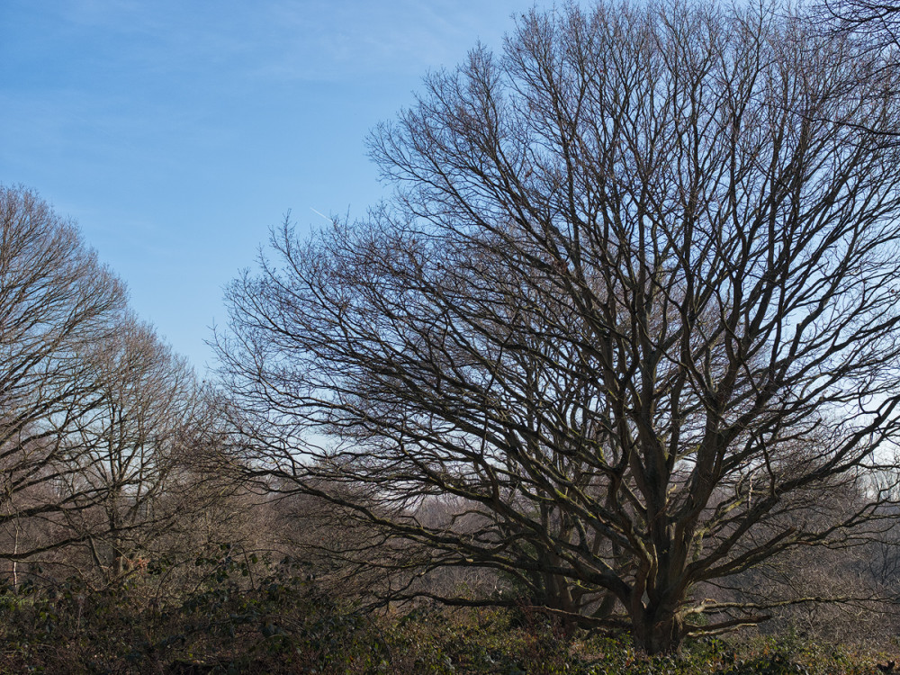 London. Hampstead Heath