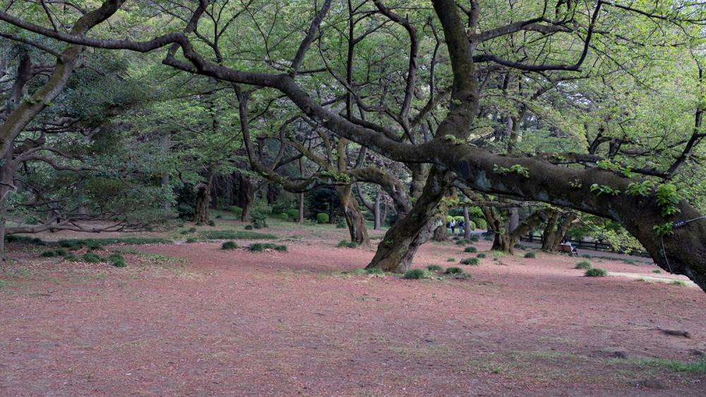 Tokyo, Shinjuku-Gyoen-Park 1