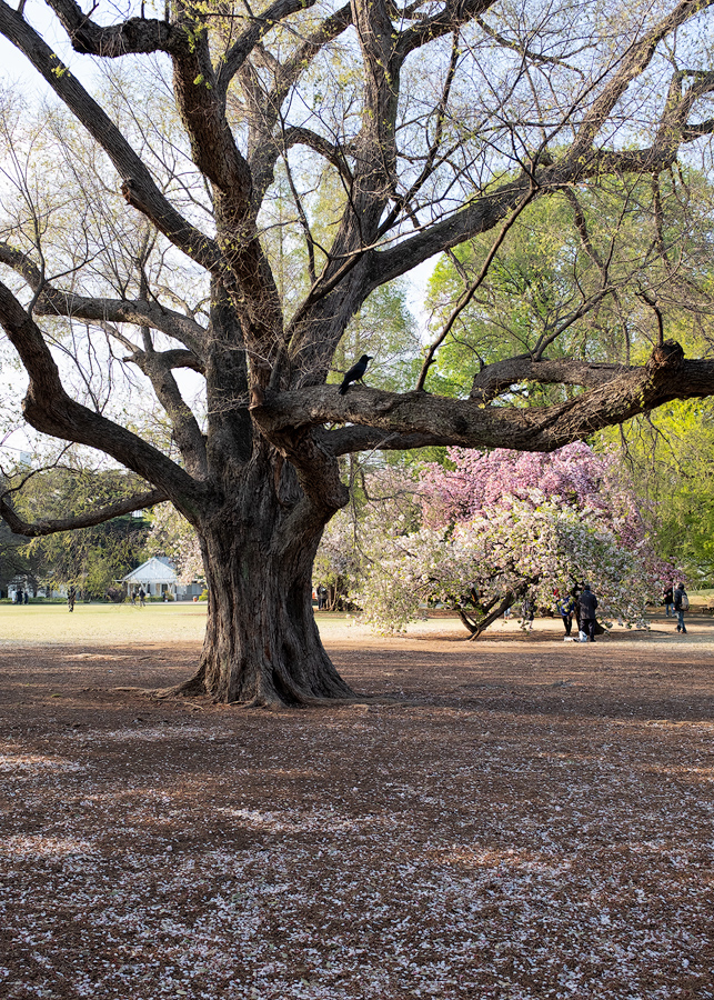 Tokyo, Shinjuku-Gyoen-Park 2