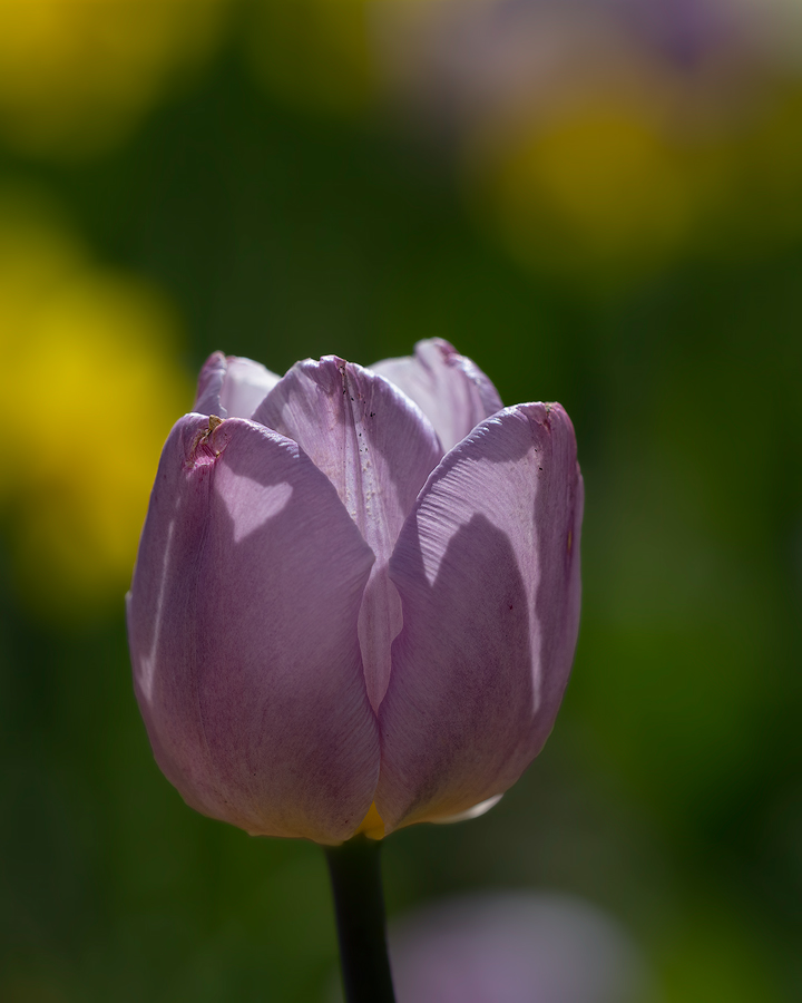 Tulpe 02