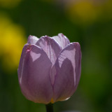 Tulpe-02.jpg