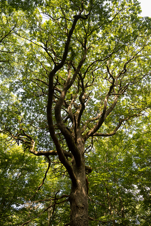 Niederwald, Rhein 03