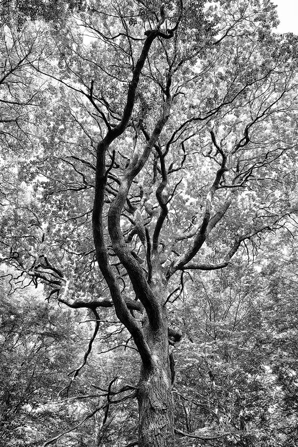 Niederwald, Rhein 04