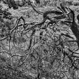 _VZ75638-SW-gescharft