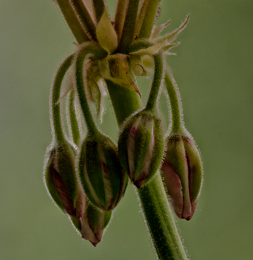 Pelargonie 2 2022