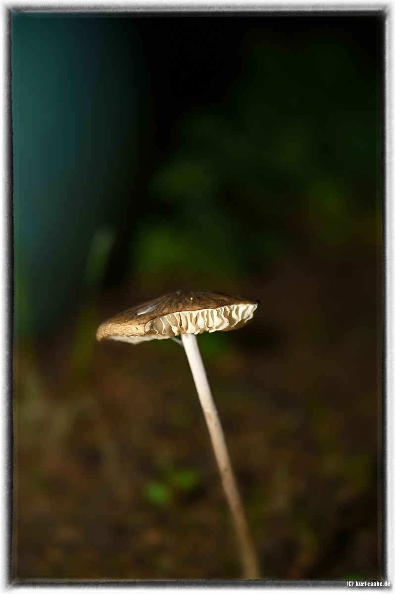 (c)kurt raabe.deKRZ 1163 1