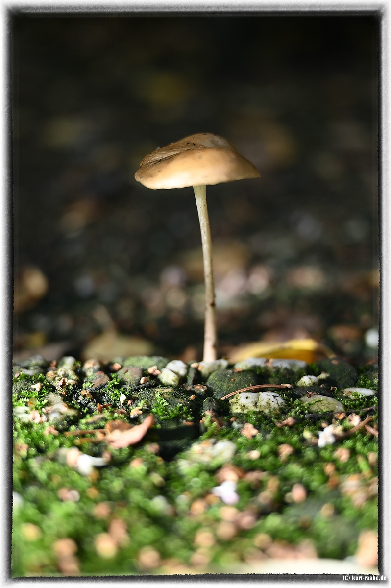 (c)kurt raabe.deKRZ 1334 1