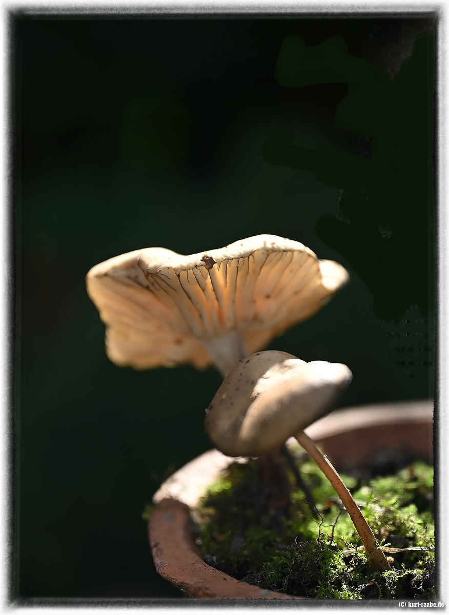 (c)kurt raabe.deKRZ 1356 1
