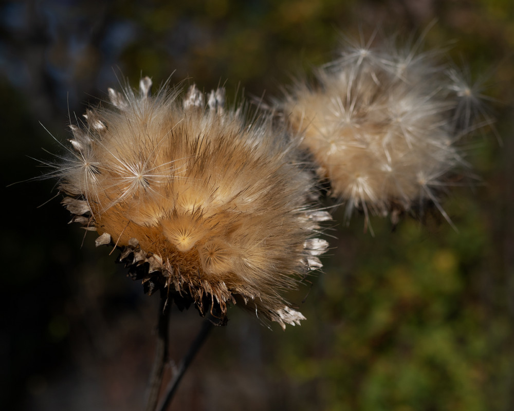 Cynara cardunculus L. 2