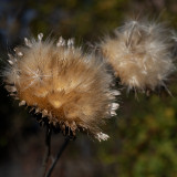 Cynara-cardunculus-L.-2