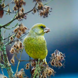 VG_500_6923_on1-2000