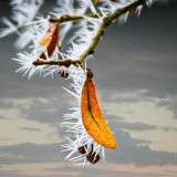 VG_500_6978_on1-2000