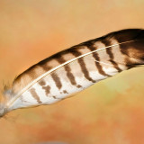 VG_850_0621_on1-2000