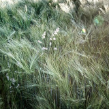 VG_500_1405_on1-2000