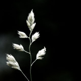 VG_500_8437_on1-2000