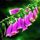 VG_850_7633_on1-2000_DAP_Acry-Real_-_Borders