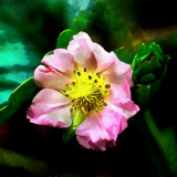 VG_850_8422_on1-2000_DAP_Acry-Real_-_Borders