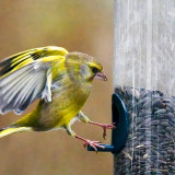 VG_500_8965_on1-2000