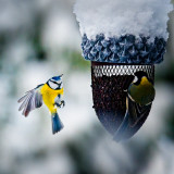VG_500_8574_on1-2000