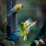 VG_500_7493_on1-2000