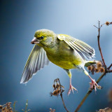 VG_500_7922_on1-2000