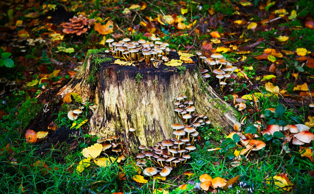 VG_850_0115_on1-2000.jpg