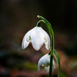 VG_500_9270_on1-2000