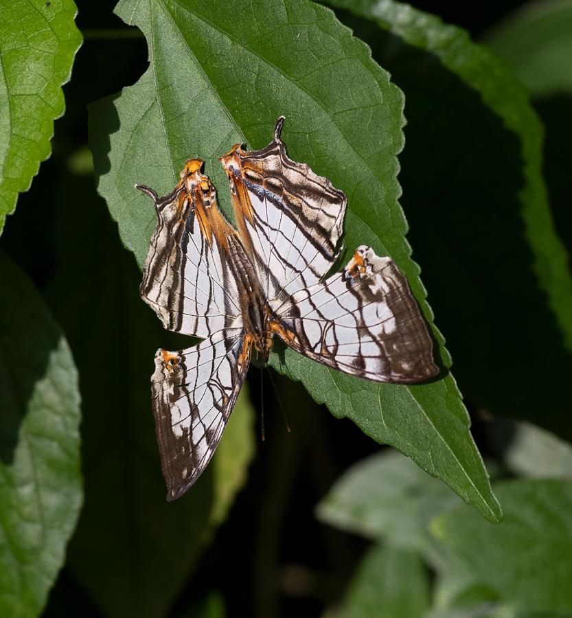 Cyrestis thyodamas