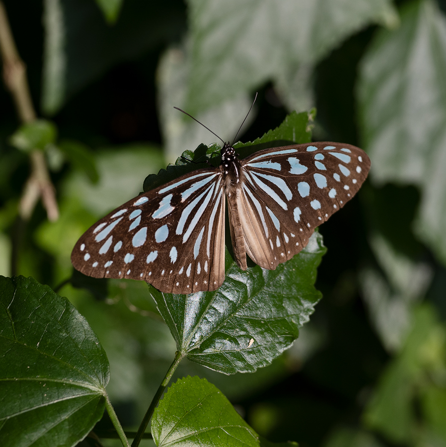 Ideopsis similis