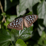 Ideopsis-similis.jpg