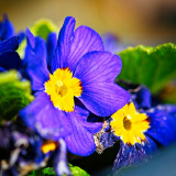 VG_850_3974_on1-2000