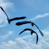 VG_500_5384_on1-2000