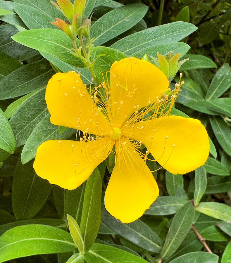 Hypericum monogymum L.