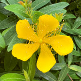 Hypericum-monogymum-L.