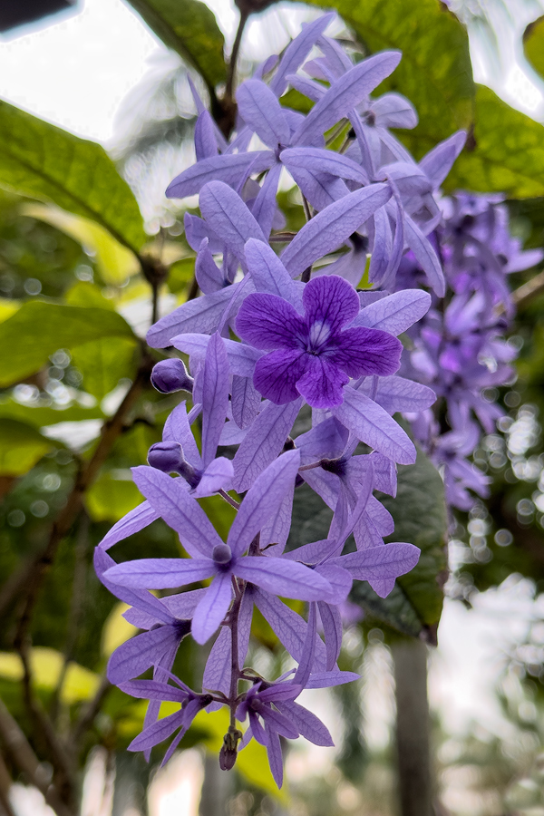 Petrea volubilis L.