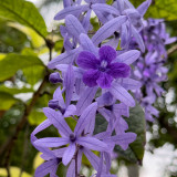 Petrea-volubilis-L.