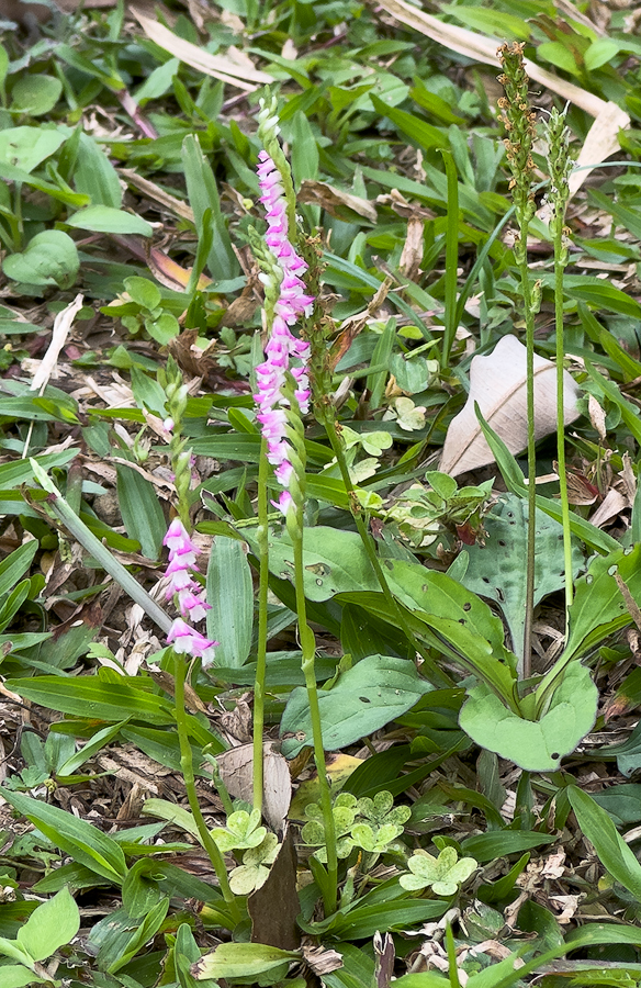 Spiranthes sinesis 2