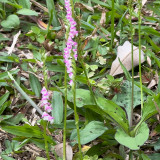 Spiranthes-sinesis-2.jpg