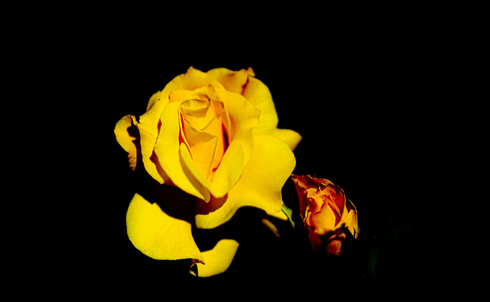 VG_500_2598_on1-2000.jpg