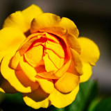 VG_500_2609_on1-2000