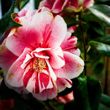VG_500_5183_on1-2000