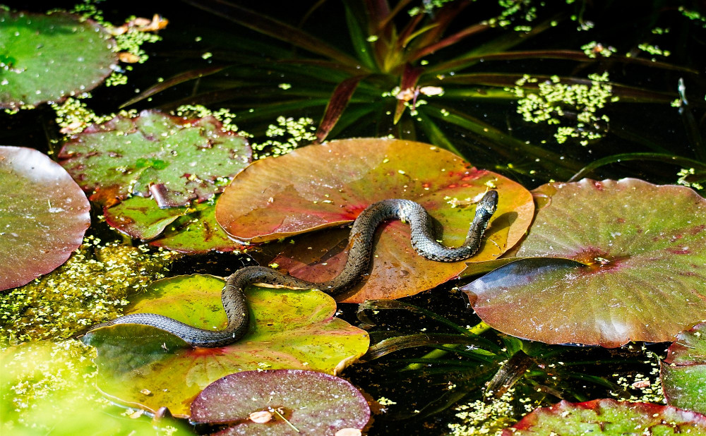 VG_500_5523_on1-2000.jpg