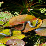 VG_500_5523_on1-2000