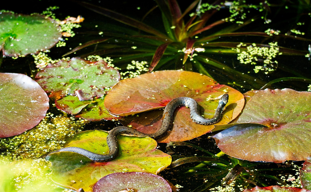 VG_500_5522_on1-2000.jpg