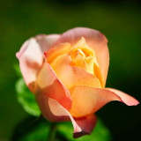 VG_850_5333_on1-2000