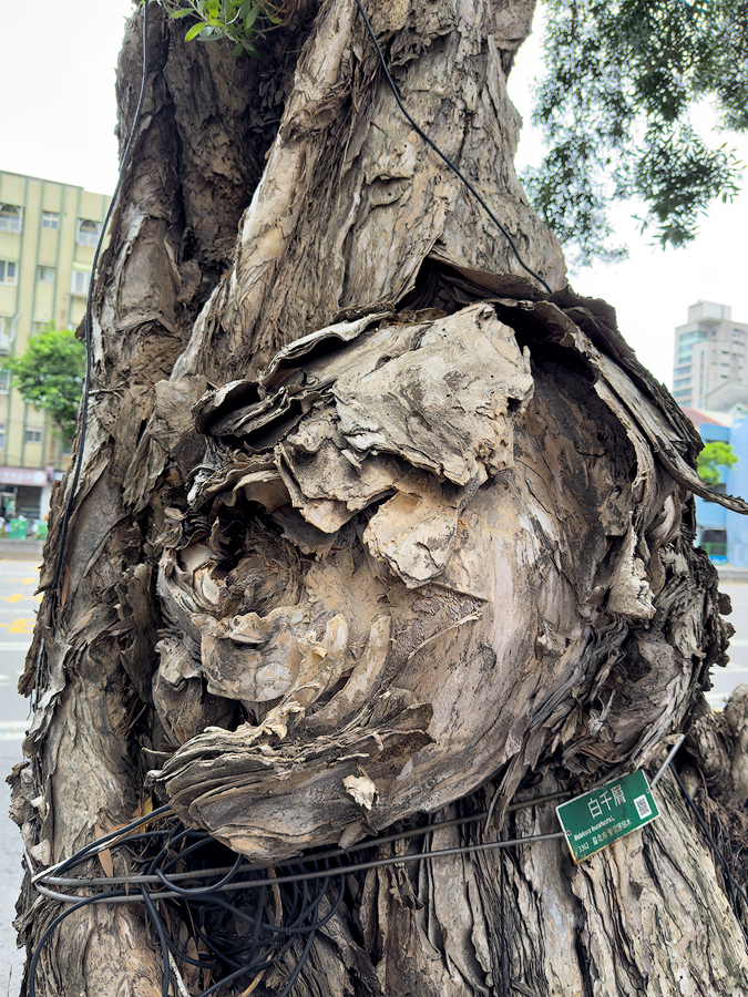 Melaleuca leucadendra L., TAIPEI - 01