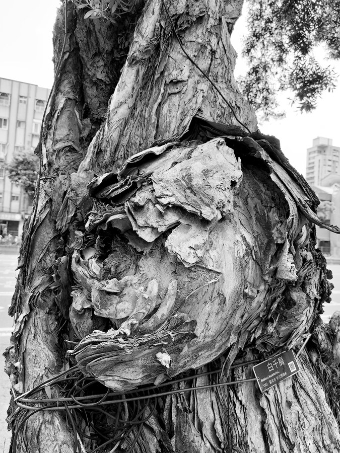 Melaleuca leucadendra L., TAIPEI - 01sw