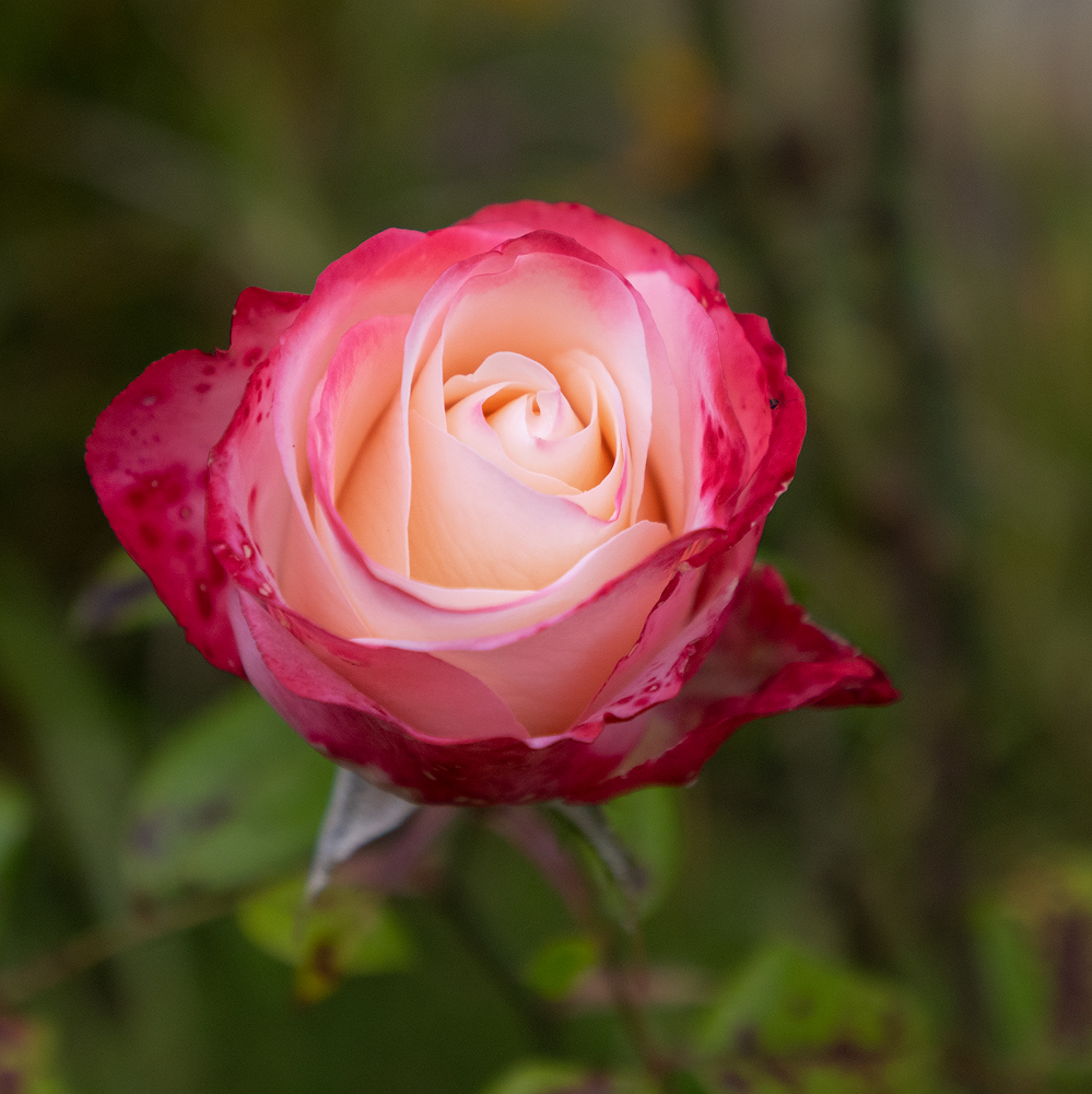 Alfeld Rose